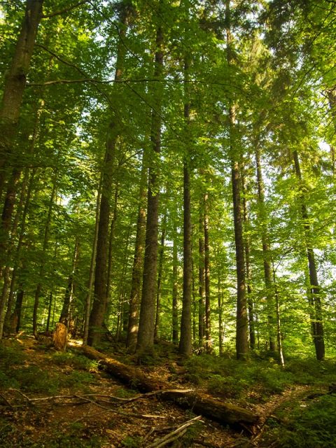 foret